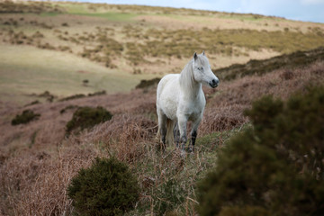 Obraz premium Weißes Pferd in karger Landschaft