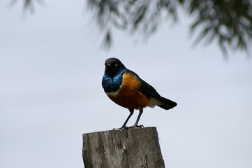 a Superb starling