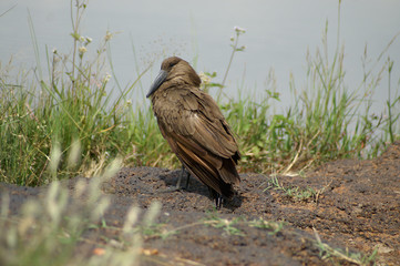 a Hamerkop bird