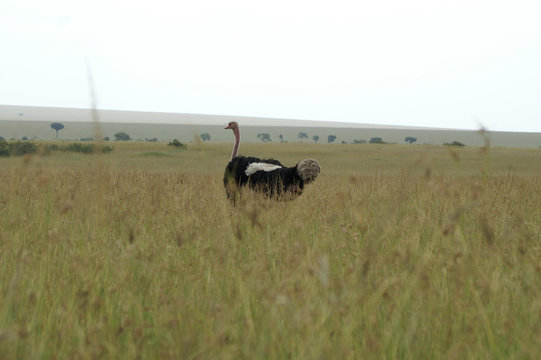 male Masai ostrich