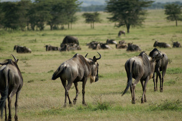 Obraz na płótnie Canvas a group of wildebeest