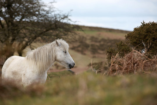 Weißes Pferd in karger Landschaft