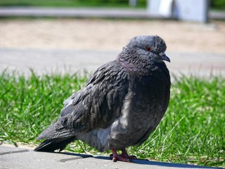  Feathered friend