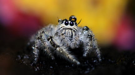 Beautiful Spider on glass, Jumping Spider in Thailand, Hyllus diardi