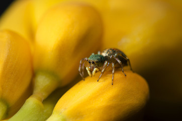 Beautiful Spider on yellow flower, Jumping Spider in Thailand, Cosmophasis umbratica