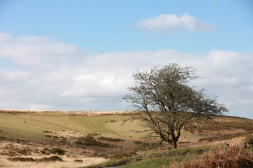 Baum in karger Landschaft