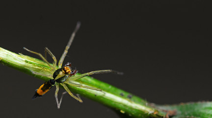 Beautiful Spider on green leaf, Jumping Spider in Thailand, Asemonea tenuipes