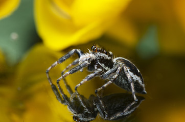 Beautiful Spider on glass, Jumping Spider in Thailand, Plexippus paykulli