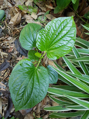 Fresh Piper sarmentosum