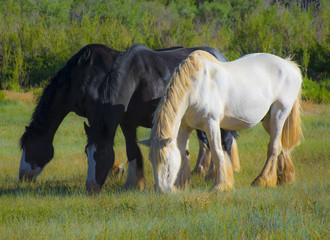 Three Horses eating