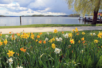 Frühlingswiese am Scharmützelsee