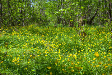 blooming flower in spring, buttercup, crowfoot
