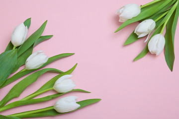 Fototapeta premium white tulips on a pink background