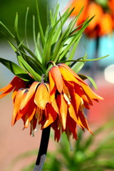 Orange crown imperial lily flowers (fritiallaria imperialis) close up. Shallow focus background. 