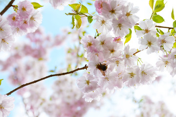 Flower ornamental cherry with spring atmosphere and blue sky 