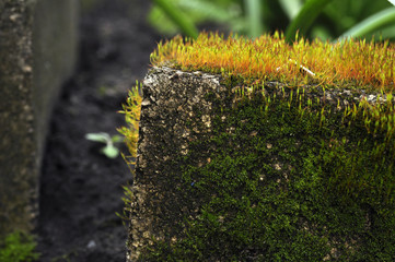 
Moss on the brick in the garden