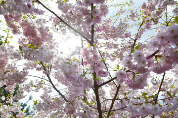 Flower ornamental cherry with spring atmosphere and blue sky 