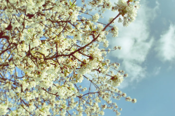 Blurry apple tree white  flowers with blue sky background