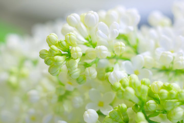 delicate gentle flower white