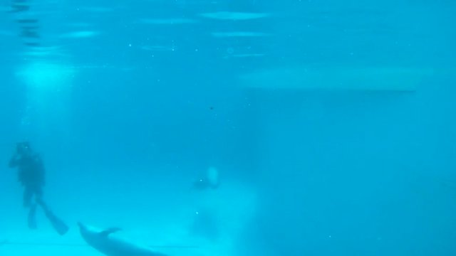 Underwater video operator shoots as dolphins do a trick.