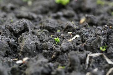 Soil in the spring in the garden