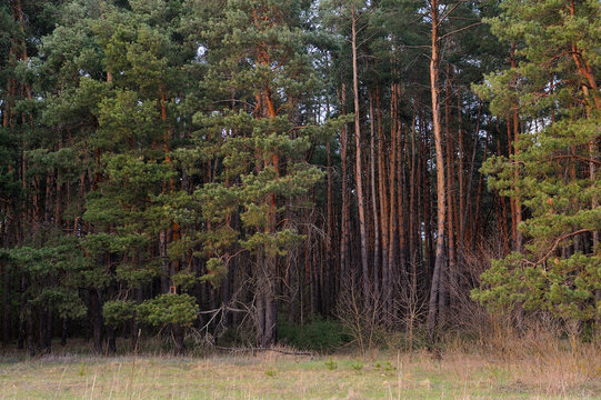 Fototapeta Beautiful green pine forest in the evening