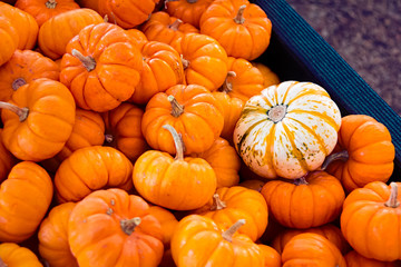 Mini Pumpkins in a Crate
