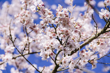 Cherry Trees in Full Bloom in Sprintime