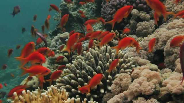 red anthias