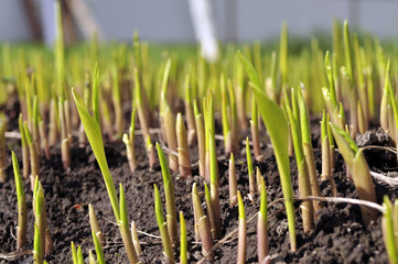 Sprouts of lily of the valley