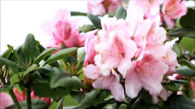 rhododendron flower in pink color
