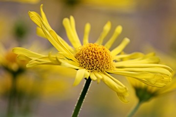 gelbe Margerite im Frühling