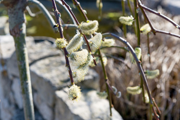 Sprig of blossoming willow against the blue sky in the spring for Easter.
