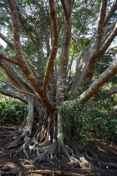 Bodhi tree