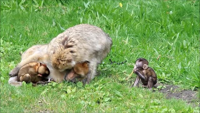 monkeys Macaca sylvanus with her babies
