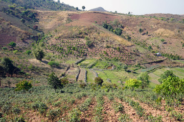 Fototapeta premium Tea plantations and fields