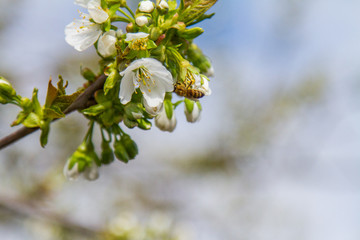 Blossomed flowers in the gardens of Ukraine. April 2017