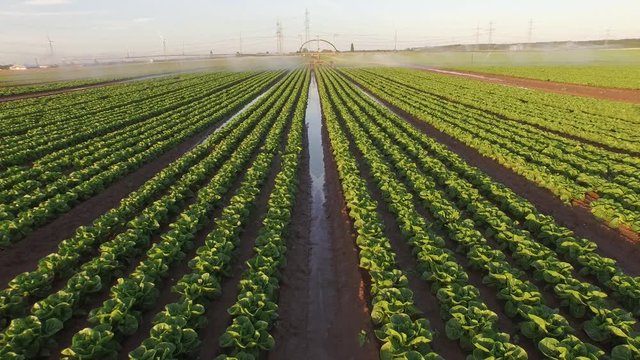 Aerial of a irrigation plant watering a salad field. Summer  in Germany.    resolution from a kopter