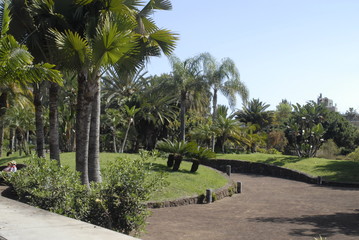 teneriffa,meer,urlaub,vögel