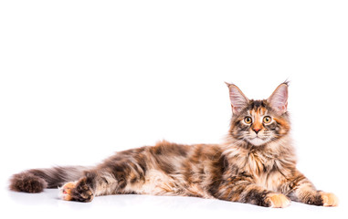 Portrait of domestic tortoiseshell Maine Coon kitten. Fluffy kitty isolated on white background. Adorable curious young cat lying down and looking away.