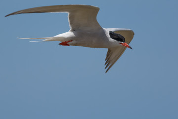 Flying Tern Closeup