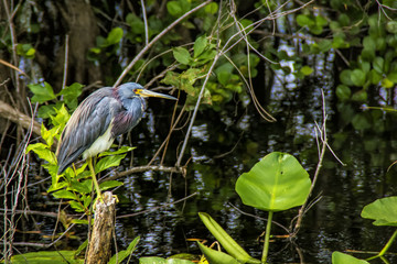 Heron bird