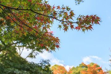 Maple trees in the garden against blue sky during autumn season at Kyoto, Japan