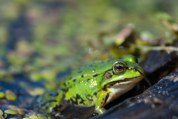 Green Frog Side View