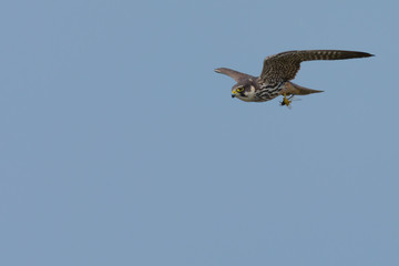 Hobby Falcon Flying with Dragonfly in its Paws