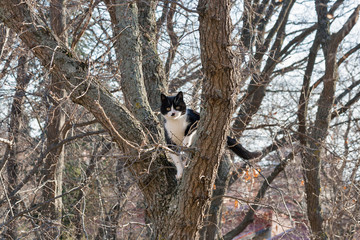 frightened black and white cat sits on a high tree