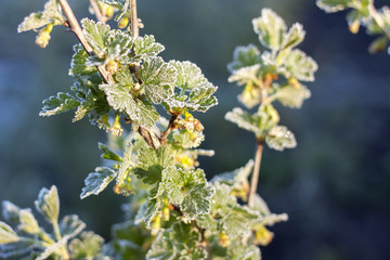 Gooseberry bloom frost