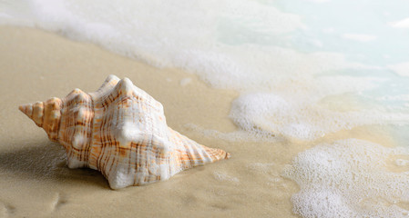 Fototapeta na wymiar Soft wave with foam and Seashell on the sandy beach.