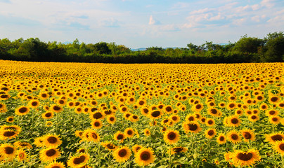 Naklejka premium Sunflower