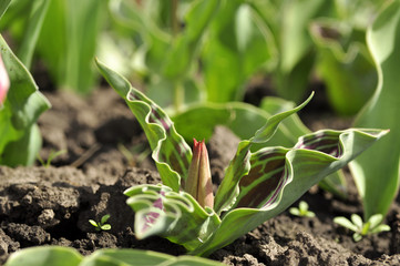 Tulip sprout